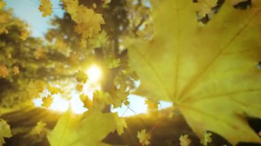 Yeşil sonbahar yaprakları batan güneş ışınlarıyla ağaçların önüne düşer.
