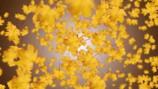 10月画面の上からカエデの葉が落ちる — ストック動画