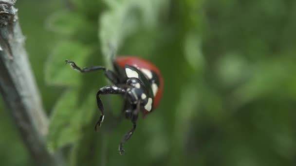 Kleine Boze Lieveheersbeestje Beweegt Zijn Poten Tussen Groen Gras — Stockvideo