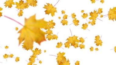  Sonbahar yaprakları izole edilmiş beyaz arkaplana düşer
