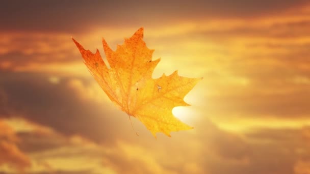 Красивый Фон Кленового Осеннего Листа Падающего Красивое Небо Заката — стоковое видео