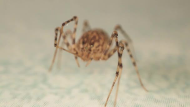 Museau Regard Attentif Une Araignée Inoffensive — Video