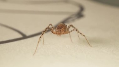 Beyaz yüzeyde küçük ev örümceği makro yürür.