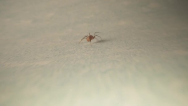 Macro Vídeo Uma Aranha Andando Por Trás — Vídeo de Stock