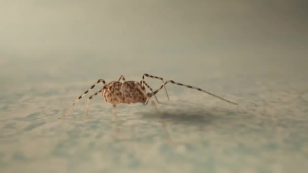 Spinne Läuft Schnell Über Den Boden — Stockvideo