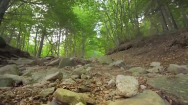  Birçok büyük kaya yeşil bir ormandaki zemini kaplar..