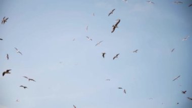  Geniş gökyüzünde sayısız martı daireler çizerek büyüleyici bir çeviklik ve zarafet gösterisi yaratıyor. Beyaz kanatları, zarafet ve hafiflikle hareket ettiklerinde, yoğun maviliğe karşı dururlar..