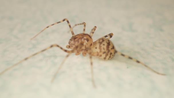 一只家蜘蛛穿过明亮的地板 — 图库视频影像