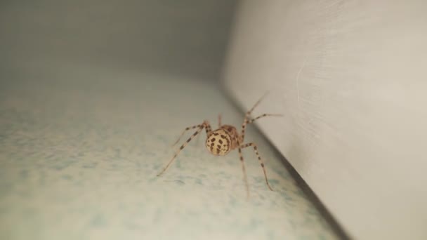 Πίσω Πλευρά Του Σπιτιού Αράχνη Περπάτημα — Αρχείο Βίντεο