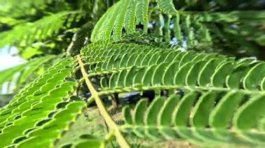 Konstantinopolis boyunca geniş açı yakın makro kayma yaz güneşinde Akasya yeşil yaprak.
