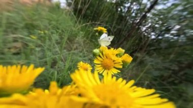 Daha büyük beyaz lahana çiçekli yaz doğası arasında yavaş çekimde uçar. Önünde sarı karahindibalar açar..