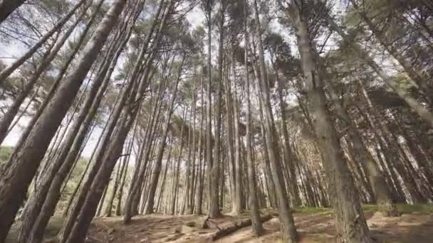 Sommer Mit Weitwinkelobjektiv Zwischen Hohen Bäumen Wald Vorwärts — Stockvideo
