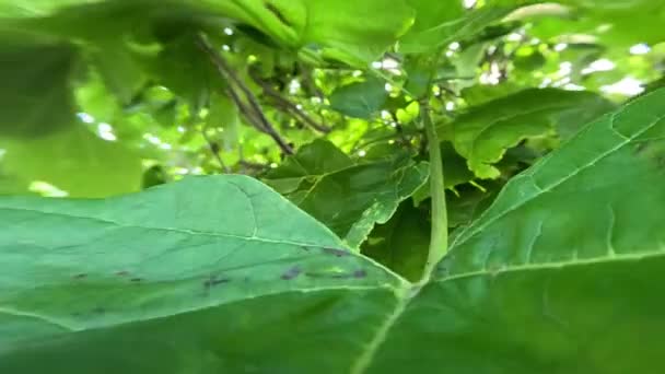 大きな緑の葉に沿ったヘイゼルの動き — ストック動画