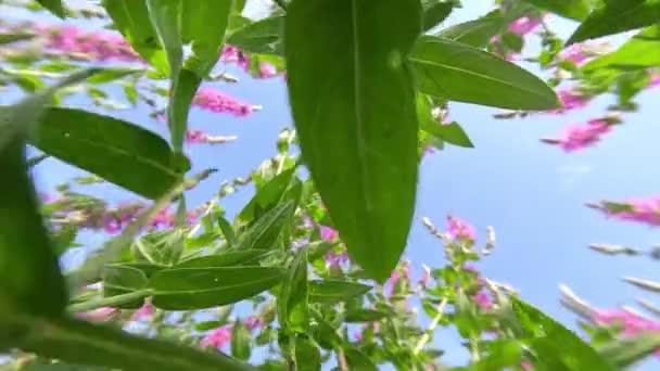 水仙花在它们绿色植物的叶和枝之间 在蓝天之下 开着粉红色的花 射击是在宏观 广阔的角度 从下方 — 图库视频影像