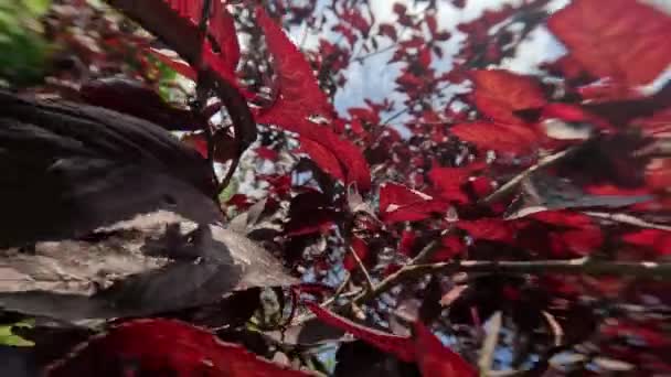 Macro Motion Wide Angle Red Leaves Summer Tree Sun — Stock Video