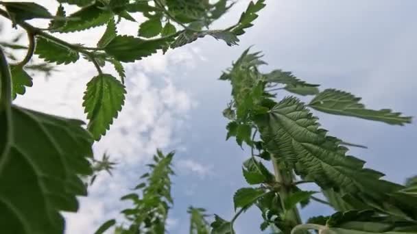 青い夏の空の下で背の高いイラクサの緑の植物の間を移動 — ストック動画
