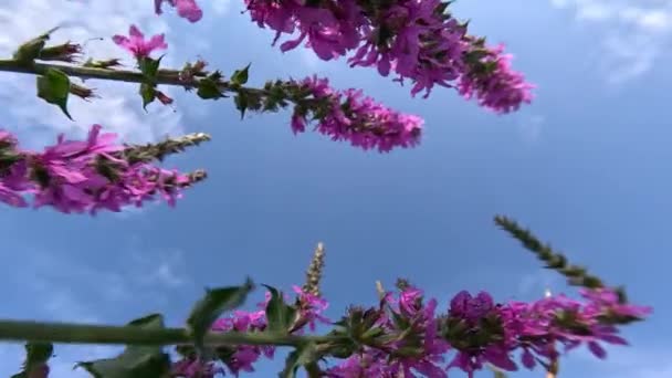在蓝天下盛开的松驰的植物中 宏观从下面射出 — 图库视频影像