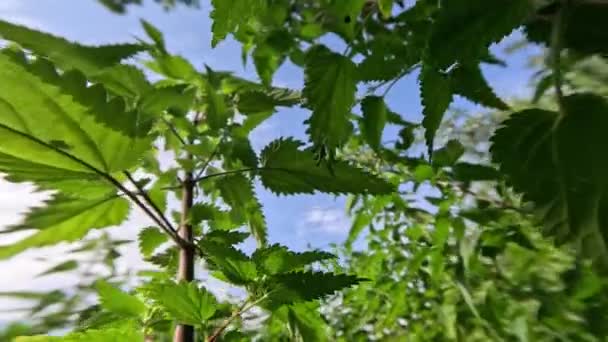 Vysoká Zelená Kopřiva Roste Pod Letním Sluncem — Stock video