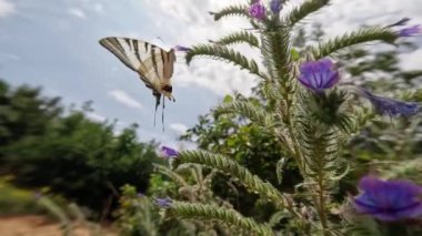 Iphiclides podalirius mavi engerek bitkisine tutunur ve iğnesiyle nektarı yer, sonra ayrılır ve yavaş çekimde uçar..