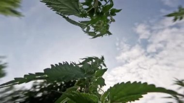 Mavi gökyüzünün altında büyüyen yeşil yapraklar ve yeşil ısırgan otunun uzun dalları.