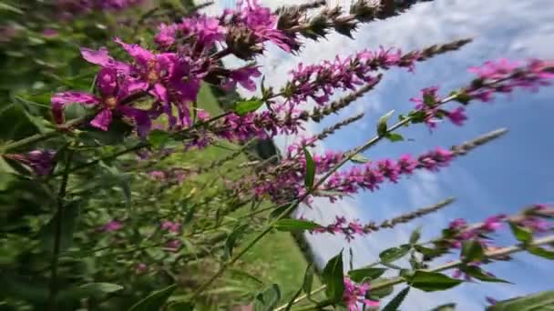 紫色的松驰的植物在阳光下绽放着粉色 — 图库视频影像
