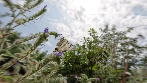 Ekor Layang Layang Terbang Dengan Mengepakkan Sayap Yang Indah Dan — Stok Video