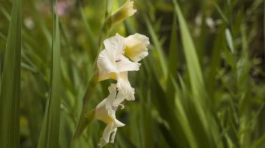 Beyaz gladiolus yeşil çimlerin arasında çiçek açar.