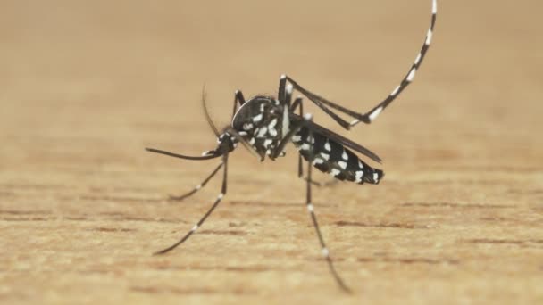Ahşap Bir Yüzeyde Duran Profil Makrosu Içindeki Kaplan Sivrisineği — Stok video