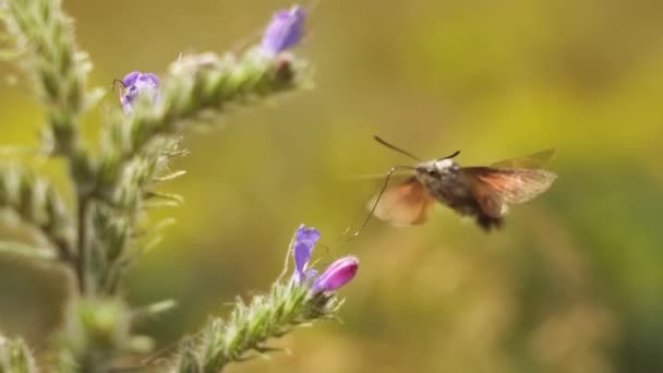 花萼的狮身人面像在紫色的藤蔓附近缓慢地飞舞 夏天用它的长鱼子酱吸蜜 — 图库视频影像