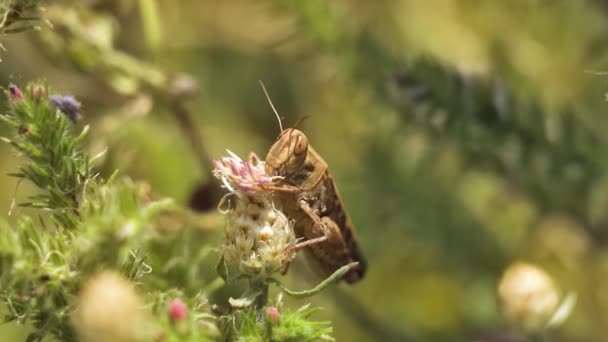 Heuschrecke Frisst Cirsiumblume Inmitten Der Sommerlichen Natur — Stockvideo