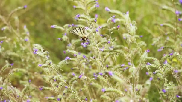 Schmetterling Zieht Sommer Zur Blauen Viper — Stockvideo