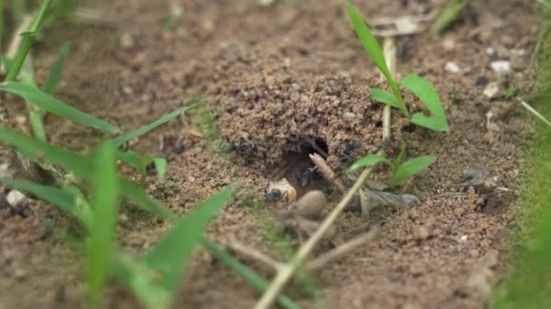 Focinho Caelifera Subordem Dos Insectos Orthoptera Conhecida Com Termo Genérico — Vídeo de Stock