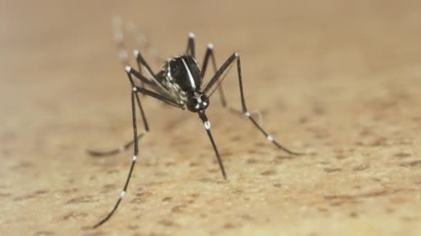 Sivrisineğin Makrosundaki Namlu Gözleri Bakışları Soktuğu Iğne — Stok video
