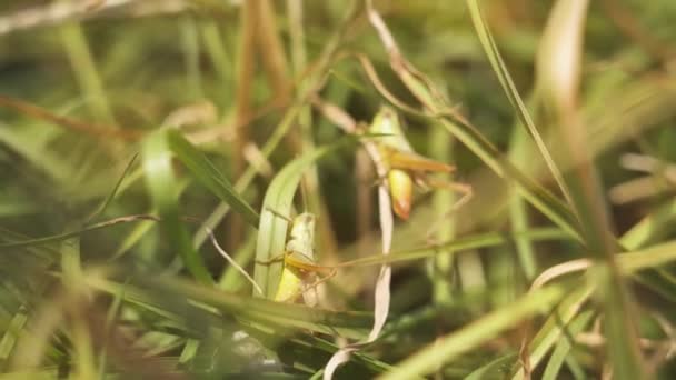 Velké Kobylky Chodí Zelené Trávě Slunci — Stock video