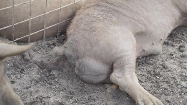 Close Genitals Pig Lying Mud — Stock Video