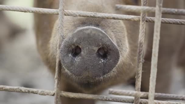 猪的鼻孔靠近嗅嗅 在金属栅栏后面 — 图库视频影像
