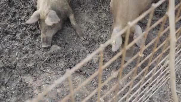 Dois Porcos Atrás Vedação Lama Dorme Outro Aproxima Dele — Vídeo de Stock