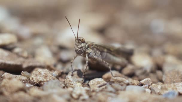 Grasshopper Pára Pequenas Pedras Mesma Cor Camufla — Vídeo de Stock