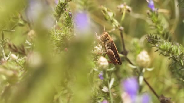 Grasshopper Alimenta Uma Flor Câmera Lenta Macro — Vídeo de Stock