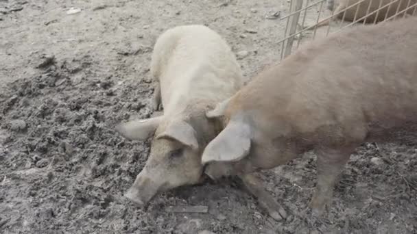 Porco Empurra Outro Porco Deitado Lama Seca Com Seu Focinho — Vídeo de Stock