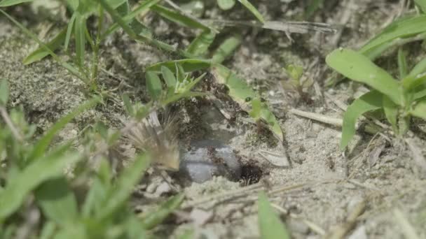 黒いアリが入って地面から出る — ストック動画