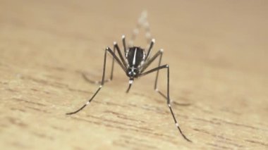 Ön kaplan sivrisineğinin dudak denilen iğneli iğnesiyle makro görüntüsü.
