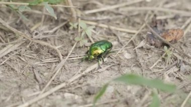 Protaetia cuprea, Scarabeidae ailesine ait yeşil bir böcek, yerde duruyor..