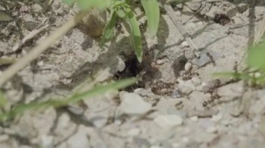 Siyah karıncalar doğanın derinliklerinde yuvalarına yakın çalışırlar.