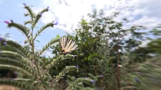 Ein Großer Weißer Schmetterling Mit Schwarzen Streifen Fliegt Zeitlupe Und — Stockvideo