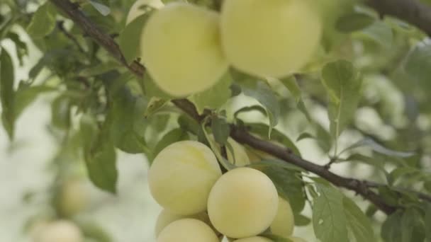 Moving Close Green Plums Hanging Tree Branches — Stock Video