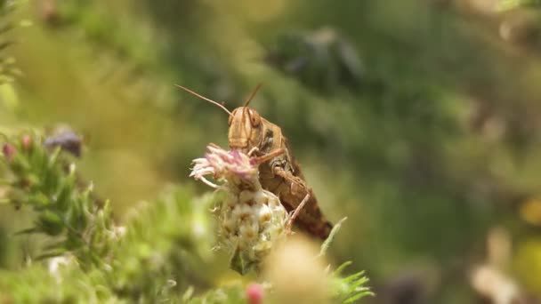 Çekirgeye Yapışan Cirsium Çiçeğini Yiyen Yeşil Yaz Doğasının Ortasında Antenlerini — Stok video