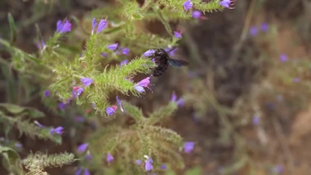 Fekete Asztalos Méh Repül Vipera Növény Ragaszkodik Hogy Összegyűjtse Nektár — Stock videók