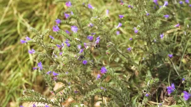Macroglossum Stellatarum Πετά Αργή Κίνηση Μπροστά Από Ένα Φυτό Από — Αρχείο Βίντεο