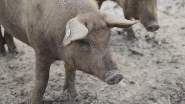 Kulağında Şarjör Olan Bir Çiftlik Domuzu Burnu — Stok video